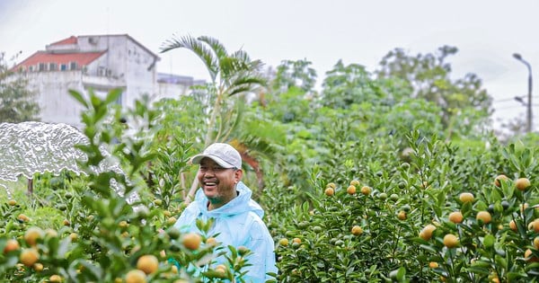 La capital del kumquat más grande de la región central está muy concurrida durante la temporada del Tet