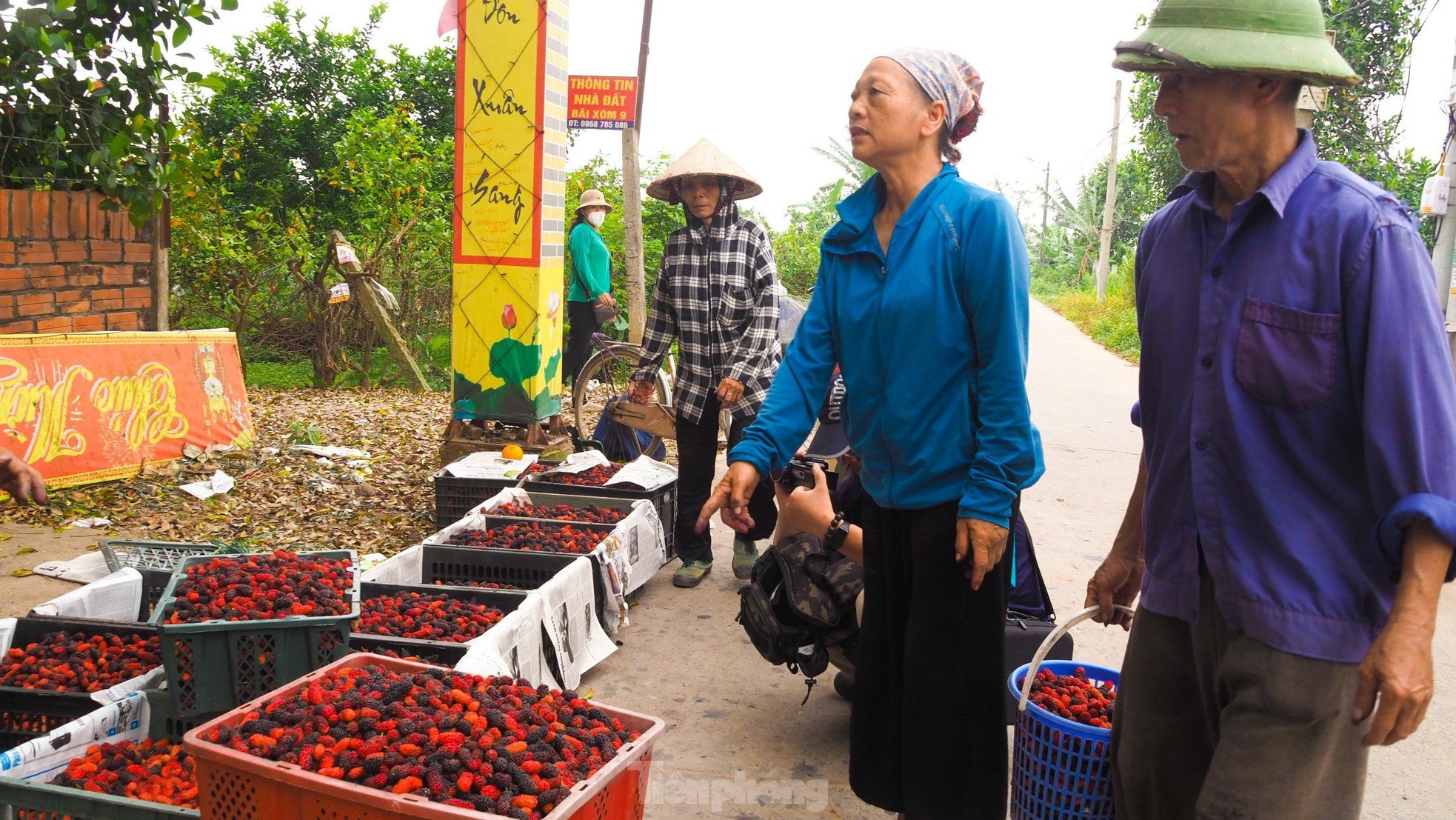 Dâu tằm vào mùa thu hoạch, chín đỏ vùng ven ngoại thành Hà Nội ảnh 12