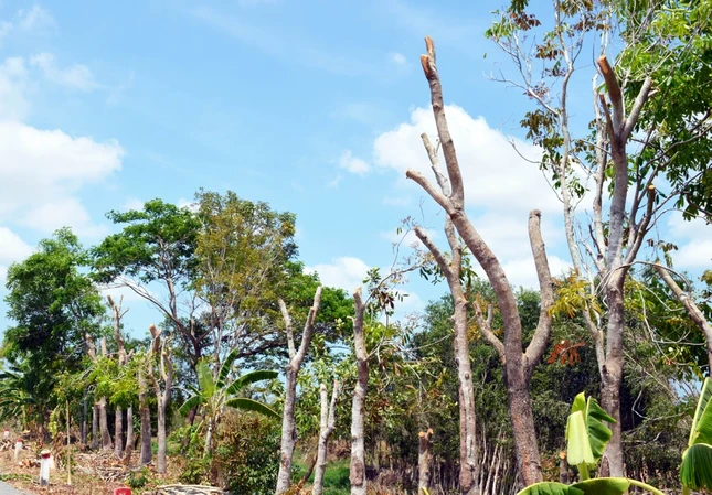 Hundreds of landslides and subsidence locations due to drought in Ca Mau photo 9