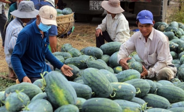 En noviembre, las exportaciones de frutas y hortalizas registraron un descenso "impactante"