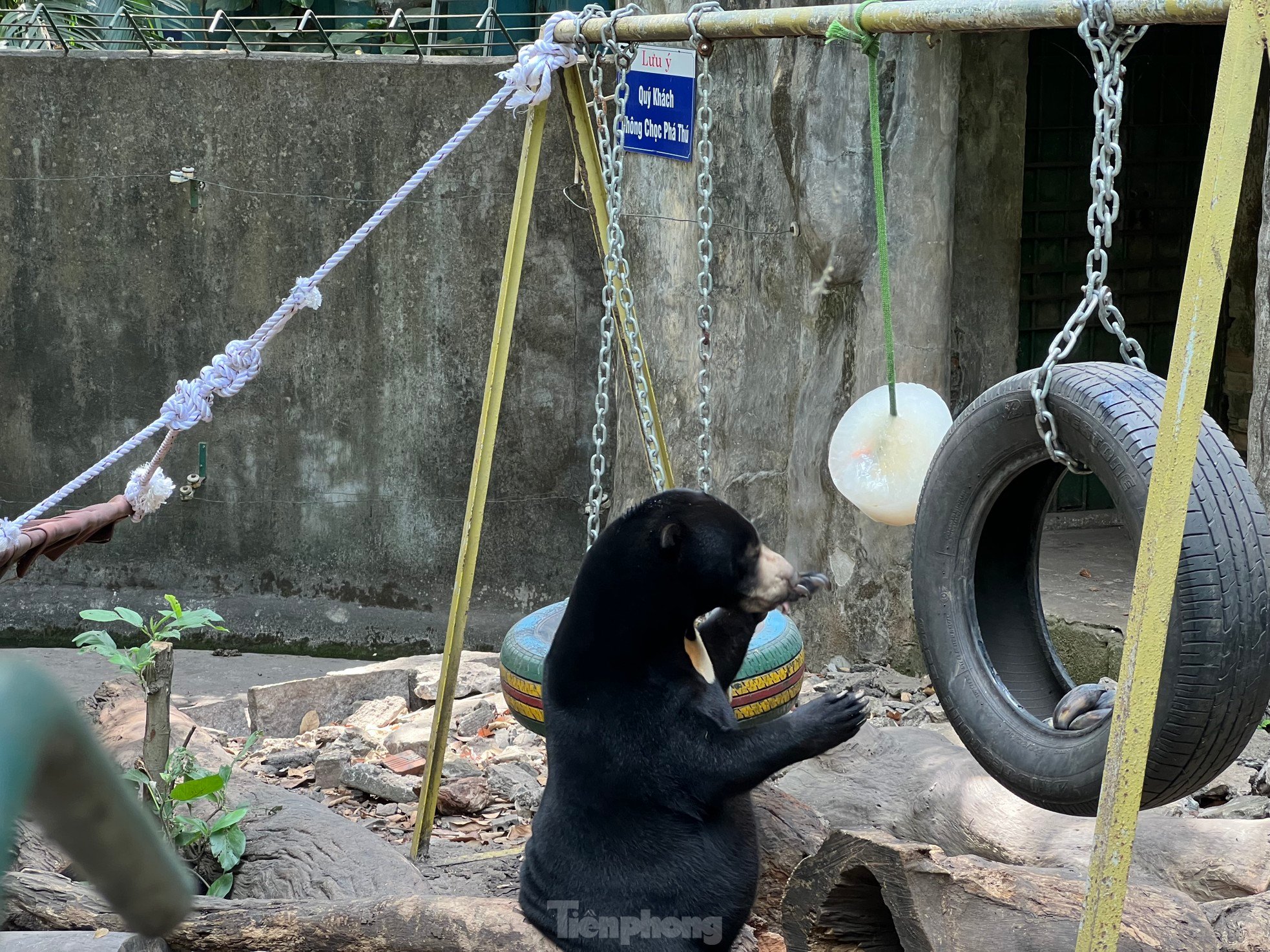 ホーチミン市動物園で偶然クマに遭遇…アイスクリームを食べている写真3