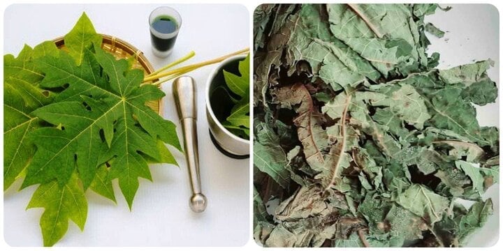 Lá đu đủ có nhiều tác dụng với sức khoẻ