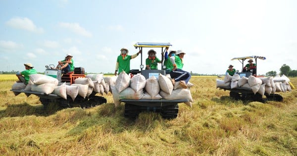 Việt Nam trúng 8/17 gói thầu 500.000 tấn gạo của Indonesia