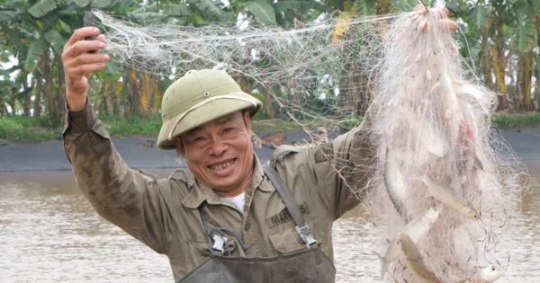 Nuôi loài cá đối thơm ngon, ông nông dân Thái Bình nhẹ nhàng thu 300 triệu/năm