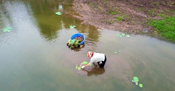 Hàng nghìn mầm sen Bách Diệp được trồng khôi phục tại Hồ Tây như thế nào?