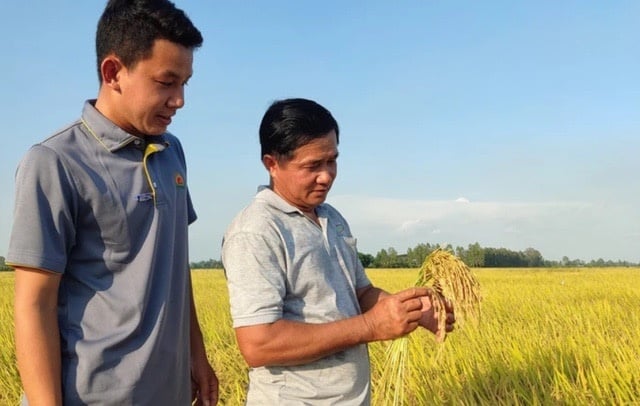 Public-private partnership promotes 1 million hectares of high-quality rice project