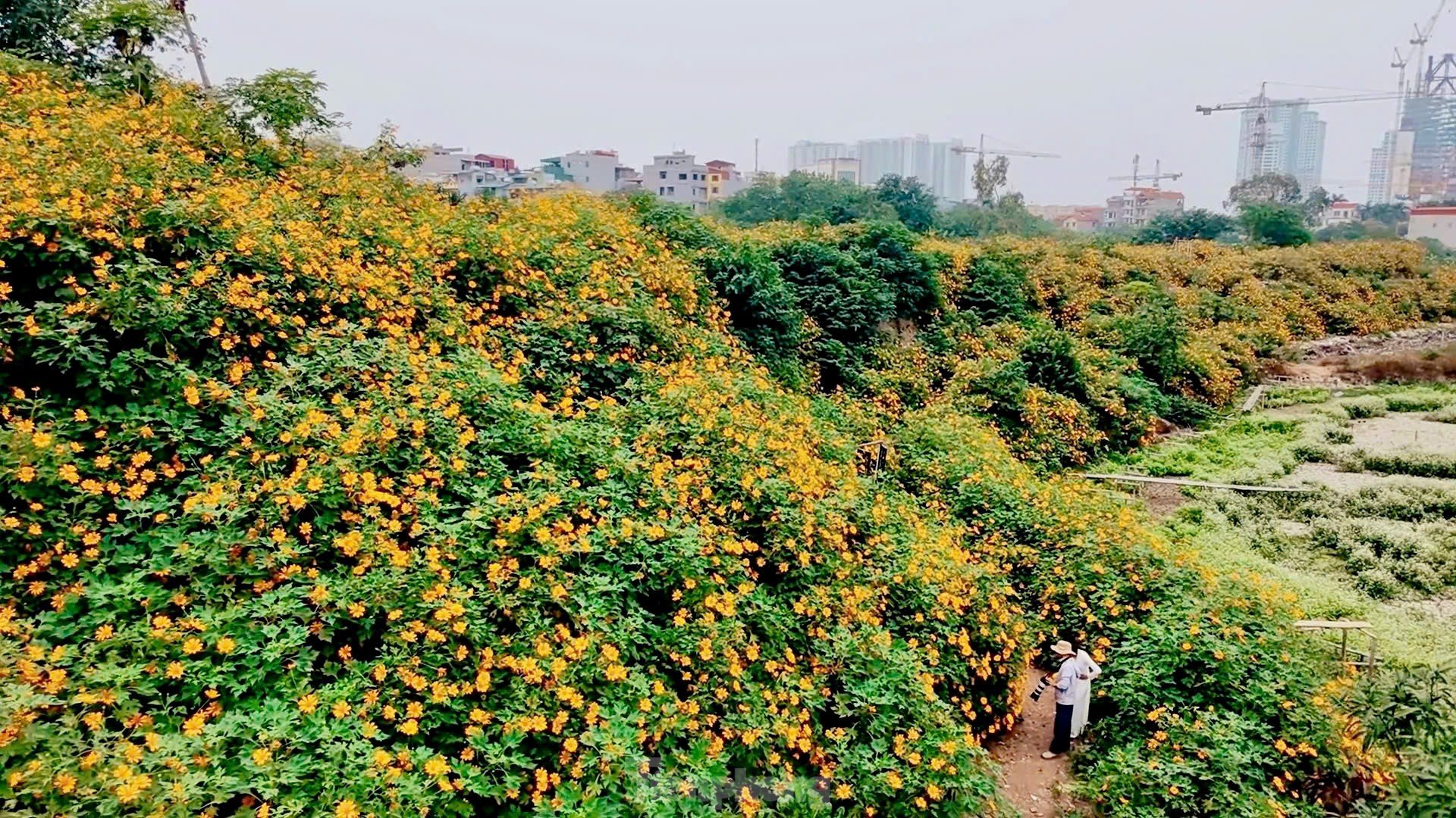 Chiêm ngưỡng vẻ đẹp hoa tam giác mạch, dã quỳ vàng nở rộ giữa lòng Thủ đô ảnh 2