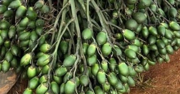 Fresh areca nut is the hottest fruit in Thua Thien Hue, the price of areca nut is sky high, one district earns 100 billion