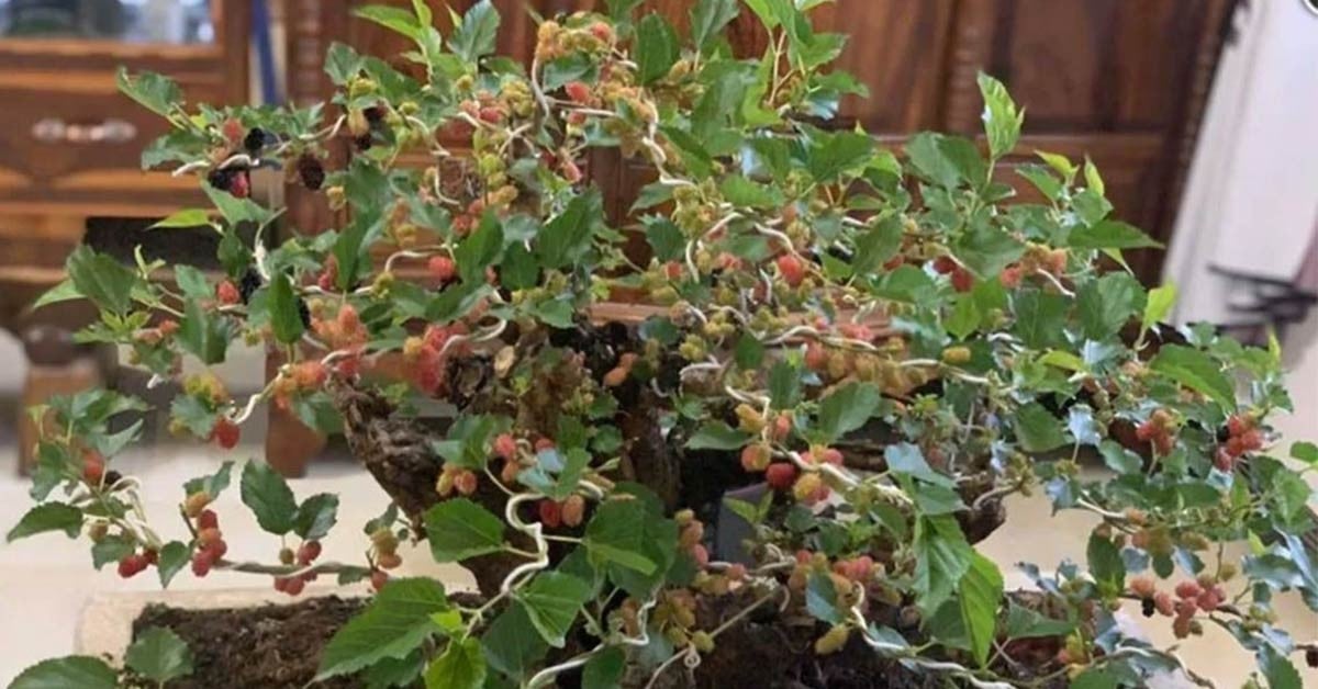 Độc đáo bonsai dâu tằm dáng lạ giá tới hàng chục triệu đồng