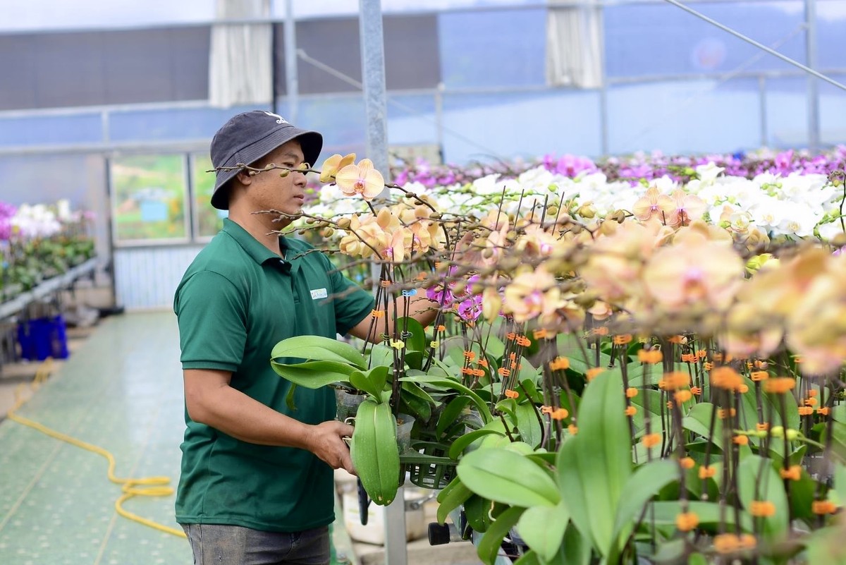 Los pueblos de flores de lujo en Lam Dong están muy concurridos durante la temporada del Tet, foto 5