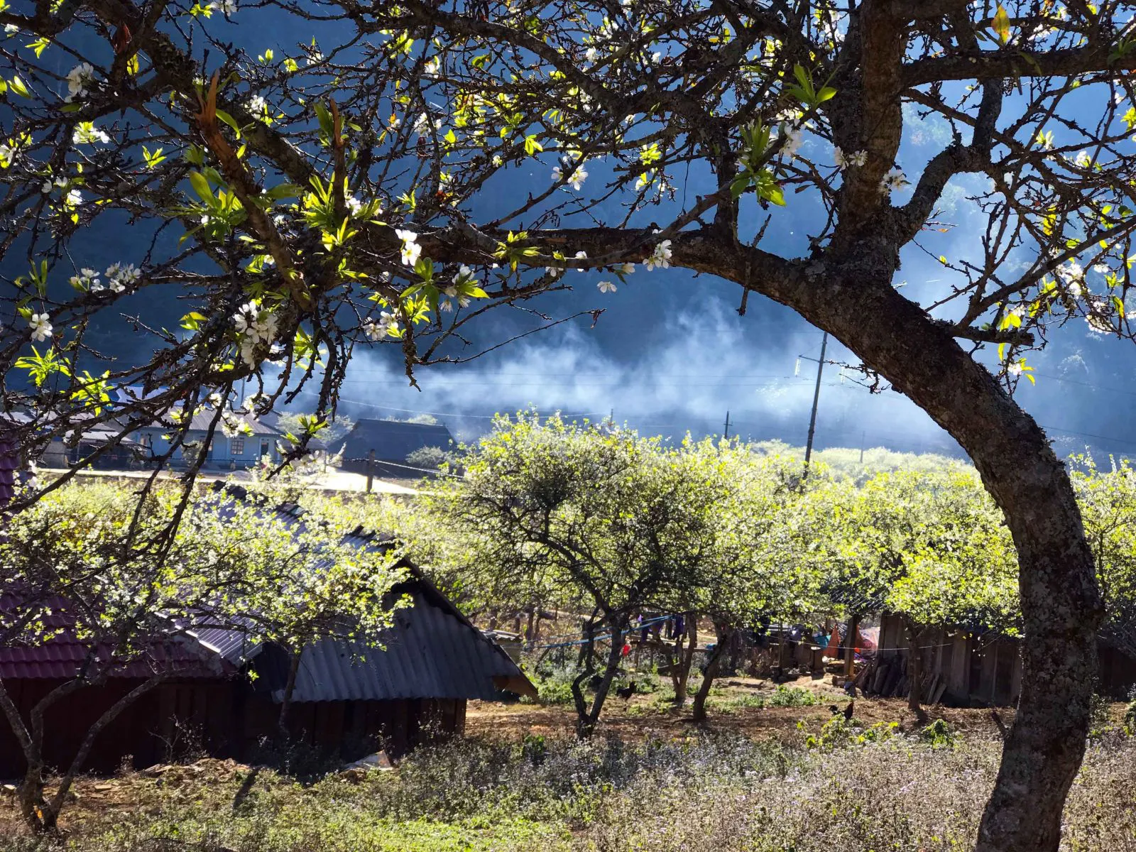 Lost in plum blossom paradise on the white plateau of Bac Ha