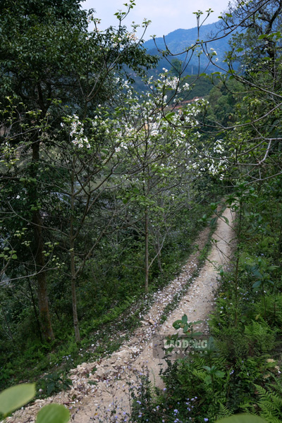 On this occasion, walking along the mountain slopes of highland provinces such as Cao Bang, Bac Kan... you will see colorful flowers.