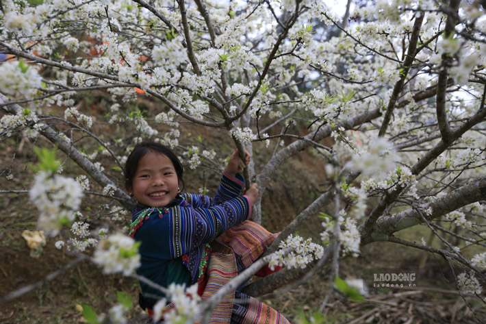 ផ្កា plum ពណ៌សសុទ្ធគឺស្រស់ស្អាតមិនគួរឱ្យជឿនៅពេលពន្លឺព្រះអាទិត្យពេលព្រឹកព្រលឹម ជនជាតិ Hmong នៅទីនេះមានភាពរួសរាយរាក់ទាក់ណាស់ ហើយផ្ទះនីមួយៗមានដើមឈើ plum ដាំនៅជុំវិញវា។ មកដល់ទីនេះ ភ្ញៀវទេសចរអាចឈប់គយគន់ផ្កា និងថតរូបអនុស្សាវរីយ៍ជាមួយកុមារ។