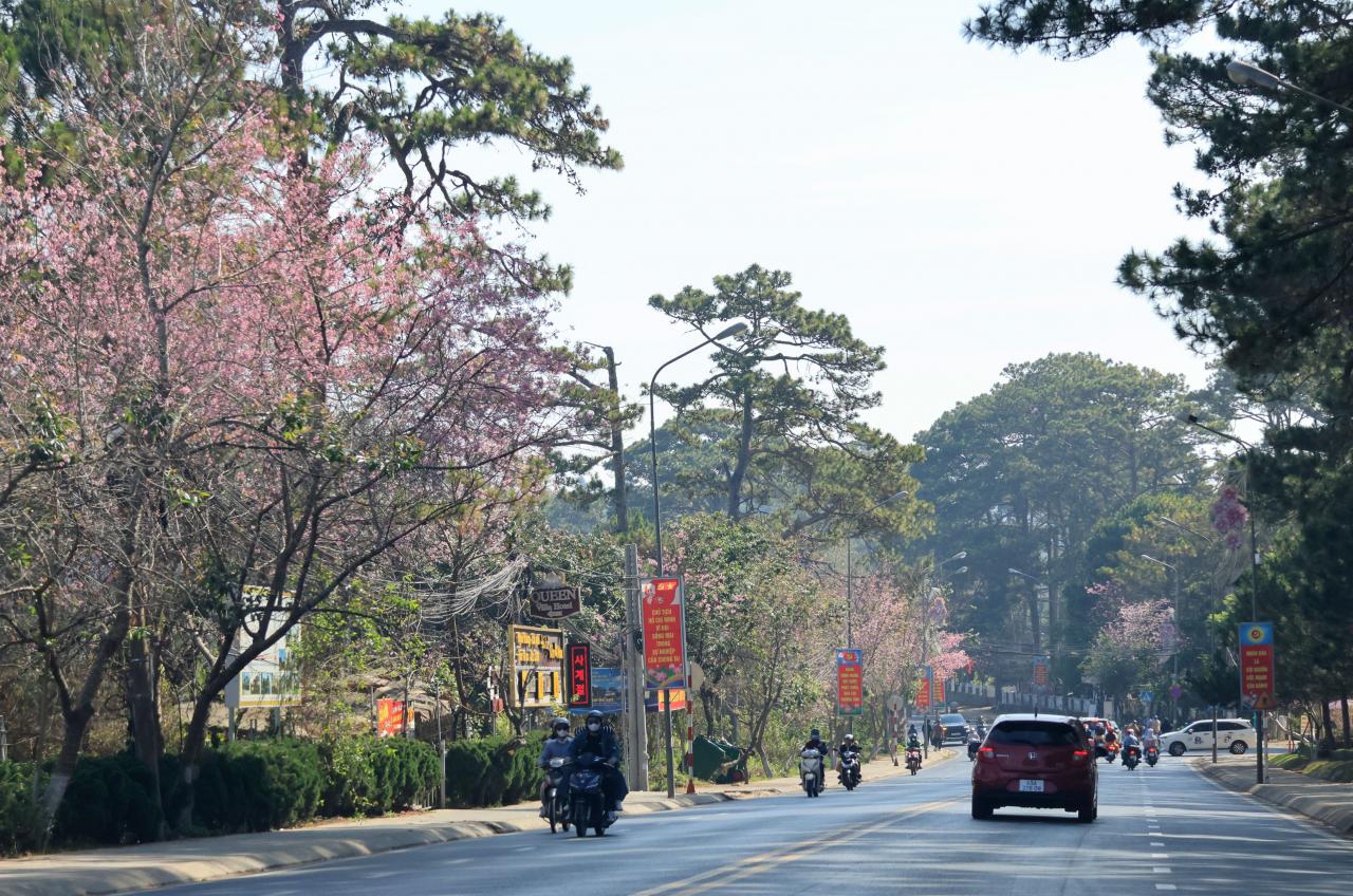 Estos días, los cerezos están floreciendo en las calles Hung Vuong, Tran Hung Dao, Le Dai Hanh... y a lo largo de la Carretera Nacional 20 a través de las áreas suburbanas de Da Lat, como Xuan Tho, Xuan Truong, Cau Dat, Tram Hanh...