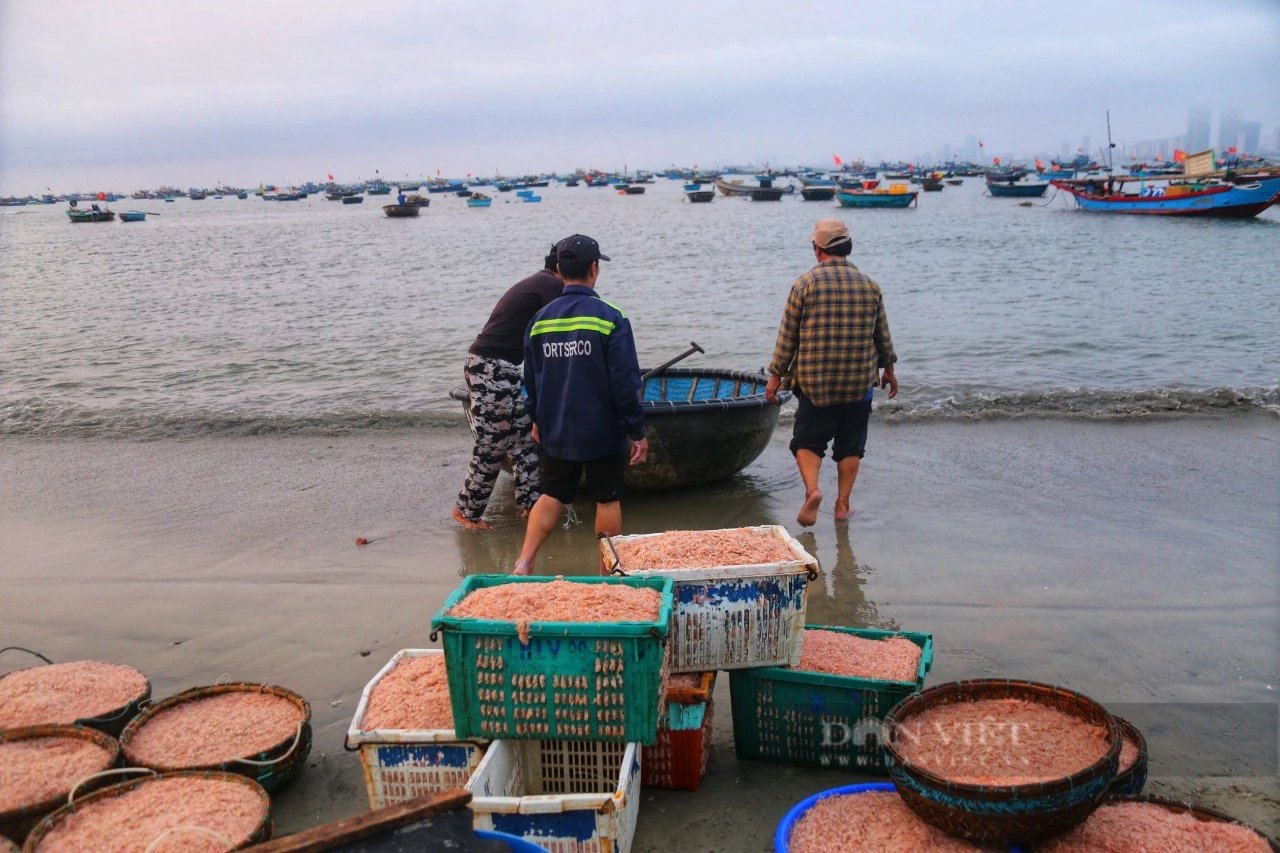 Trúng cả tấn ruốc biển, ngư dân Đà Nẵng thu tiền triệu mỗi ngày- Ảnh 11.