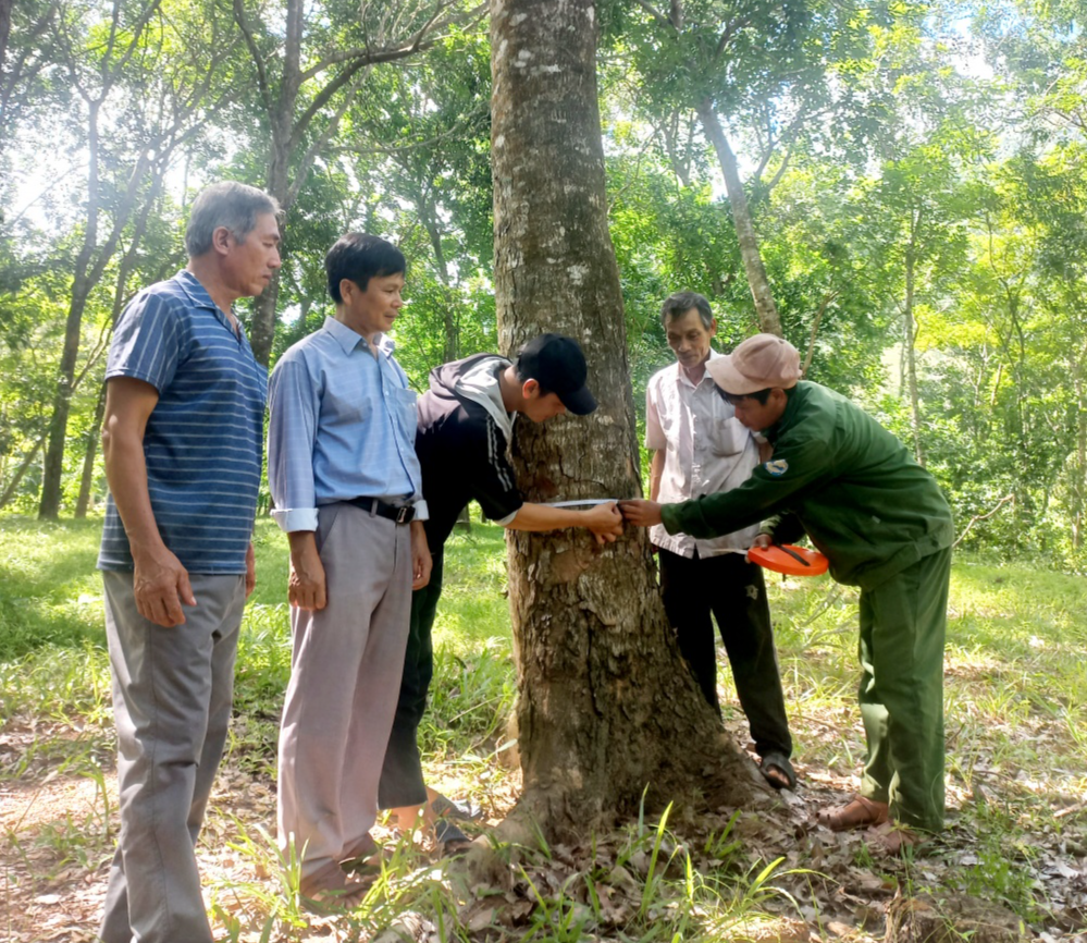 Chuyện Cựu chiến binh trồng rừng cho trăm năm sau