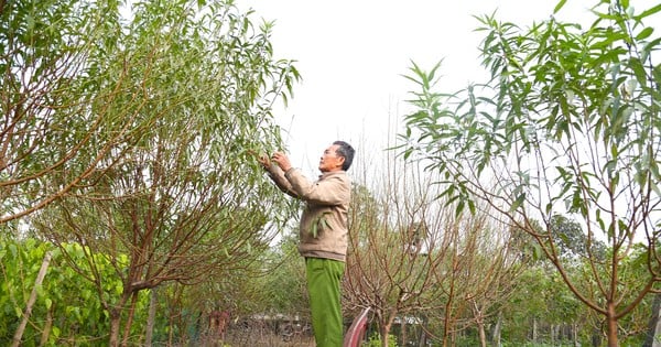 Tuốt lá, dưỡng nụ mang sắc Xuân