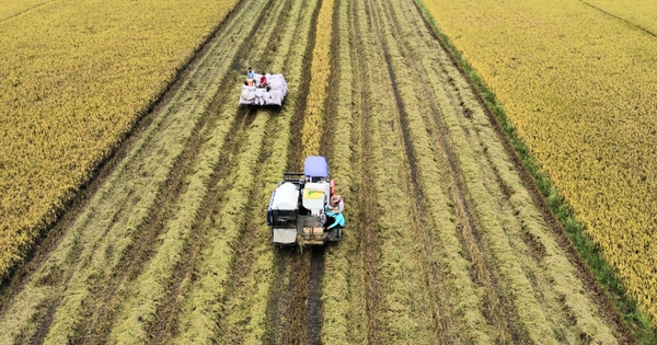 40,000 hectares of winter-spring rice in Can Tho have not been purchased yet.