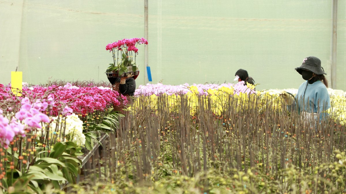 Los pueblos de flores de lujo en Lam Dong están muy concurridos durante la temporada del Tet, foto 1