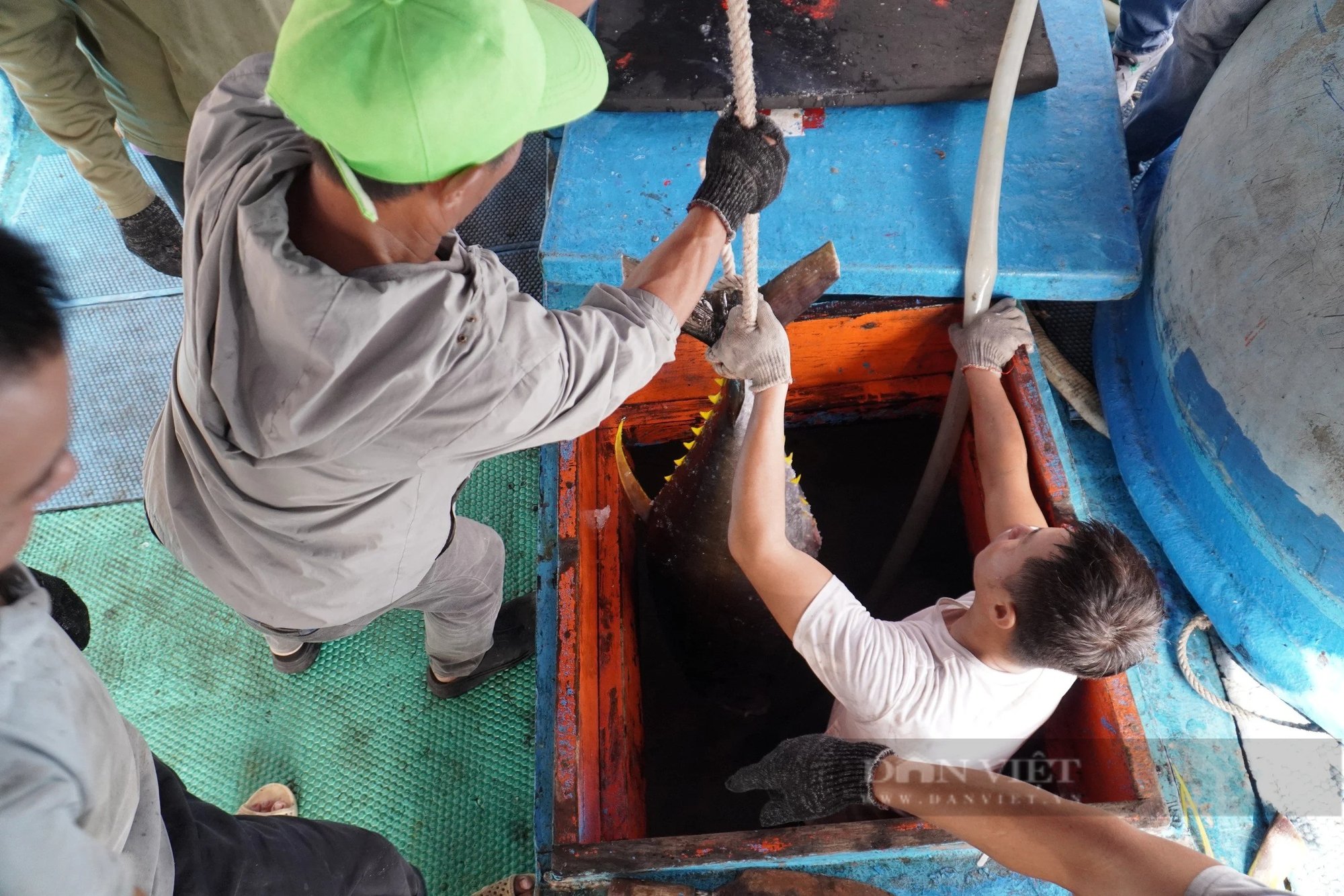 Những con cá ngừ to bự từ biển trở về đất liền sau Tết nguyên đán- Ảnh 8.