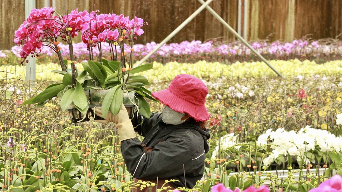 Los pueblos de flores de lujo en Lam Dong están muy concurridos durante la temporada del Tet (foto 8)