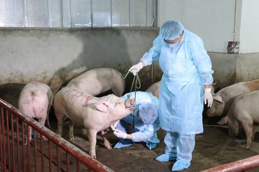 African swine fever spreads in many localities