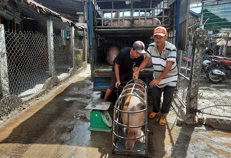 Loại vật nuôi phổ biến này đang có giá tốt ở Phú Yên, sao ngành chức năng khuyến cáo chưa nên tái đàn?- Ảnh 1.