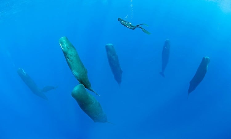 Wie schlafen Säugetiere unter Wasser?