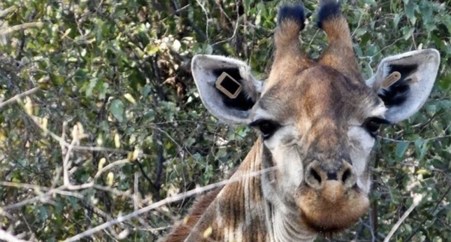 Strange device on wild animal's ear uses endless power source photo 2