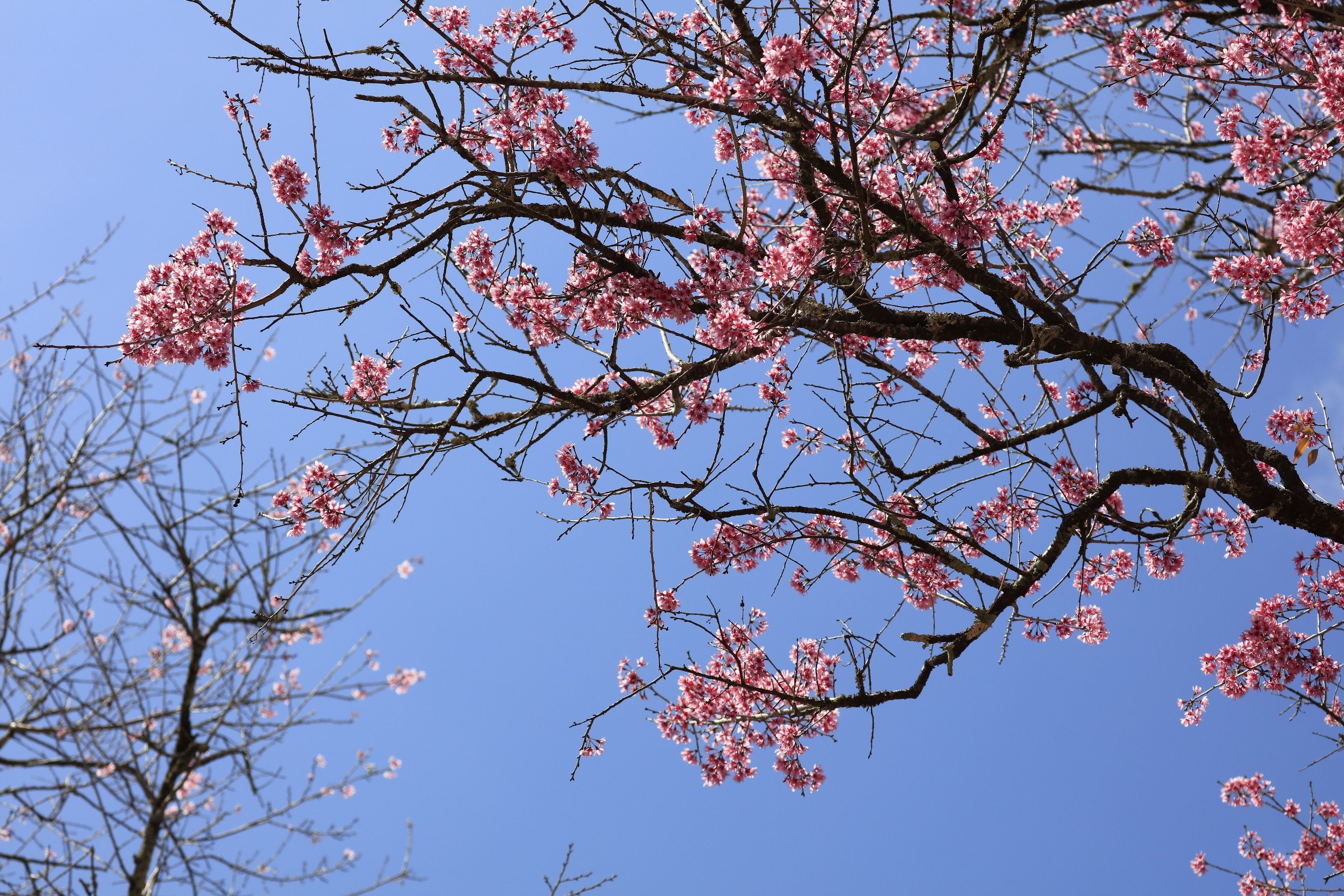 Los cerezos en flor están en plena floración en las calles de Da Lat.