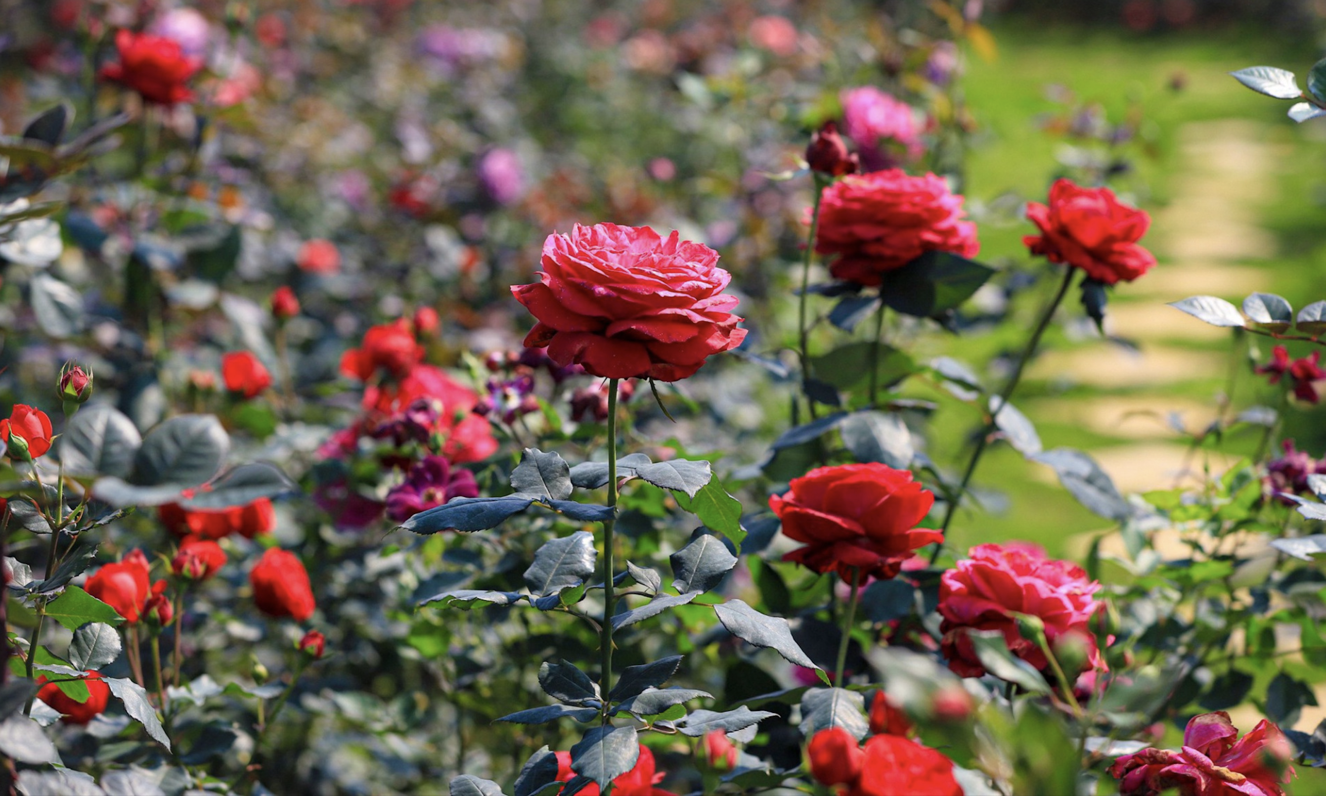 Los pueblos de flores de lujo en Lam Dong están ocupados preparándose para el Tet