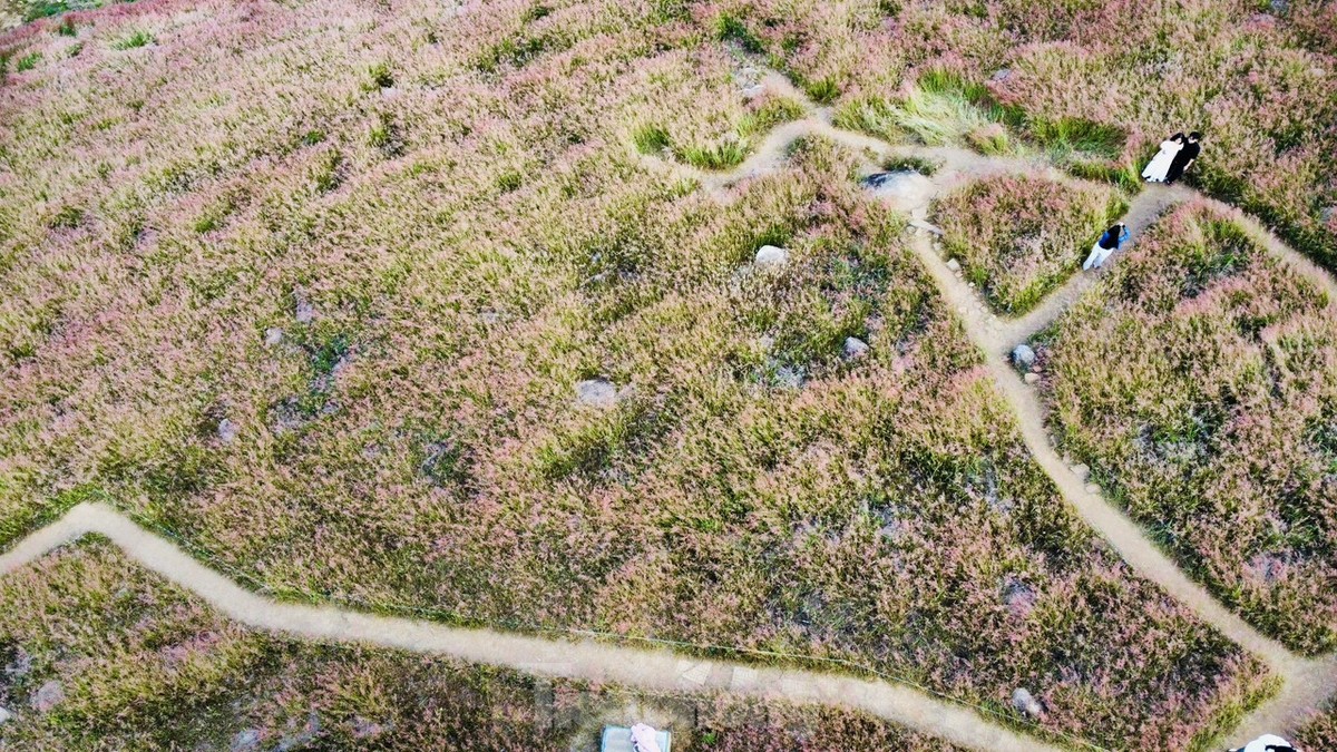 Régalez vos yeux des magnifiques collines d'herbe rose de Da Lat, photo 12