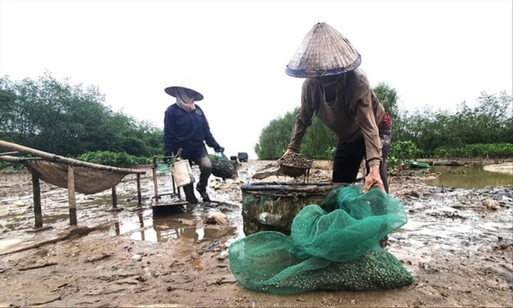 La gente se gana la vida en el bosque de manglares costero de la comuna de Da Loc, distrito de Hau Loc, Thanh Hoa.