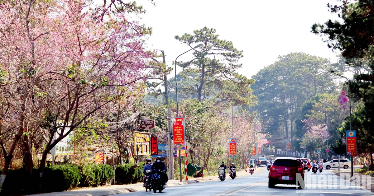 [Photo] Dalat is filled with the passionate colors of cherry blossoms