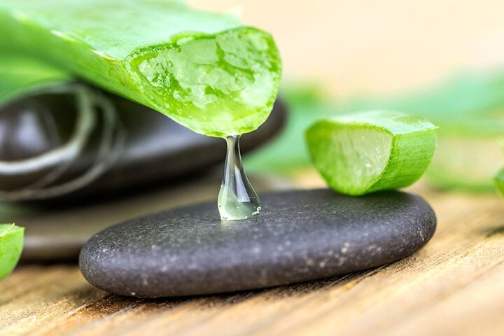 El gel transparente de las hojas de aloe vera tiene muchos usos curativos y de belleza.