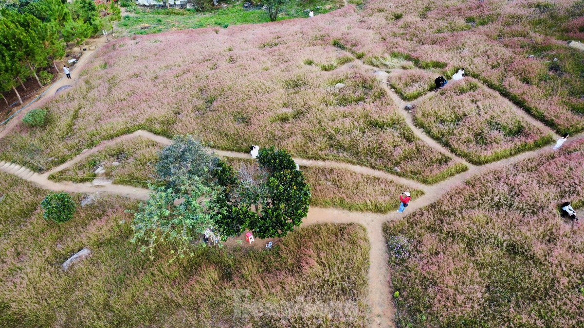 Régalez vos yeux des magnifiques collines d'herbe rose de Da Lat, photo 1