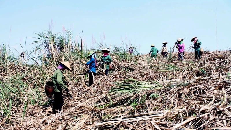 Tanda-tanda pemulihan di industri gula