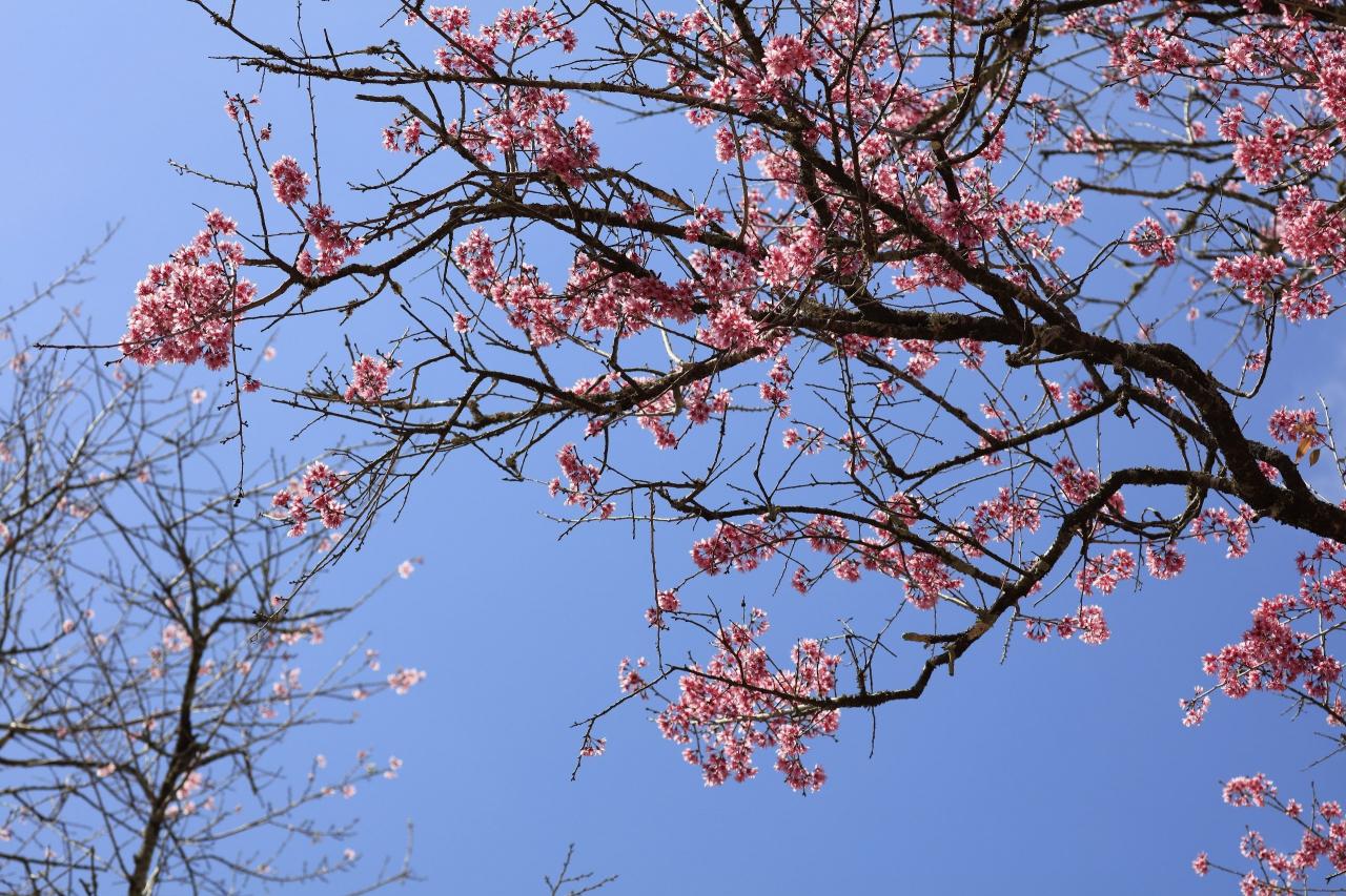 A diferencia de otras variedades de flores de cerezo en otros lugares, las flores de cerezo de Dalat son algo similares a las flores de durazno y ciruelo, pero las flores son diferentes, con cinco pétalos como las flores de albaricoque.