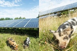 Strange device on wild animal's ear uses endless power source photo 5