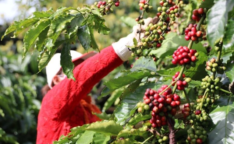 中央高地の干ばつの懸念によりロブスタコーヒーの価格が急騰