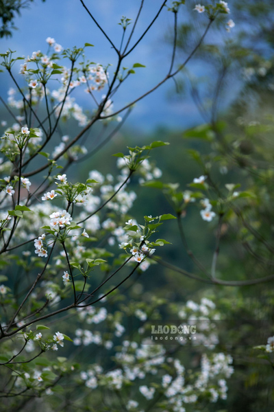 Bauhinia flowers have their own beauty. Unlike Bauhinia and Plum flowers that bloom proudly and splendidly on bare branches, Bauhinia flowers are shy under the green foliage.