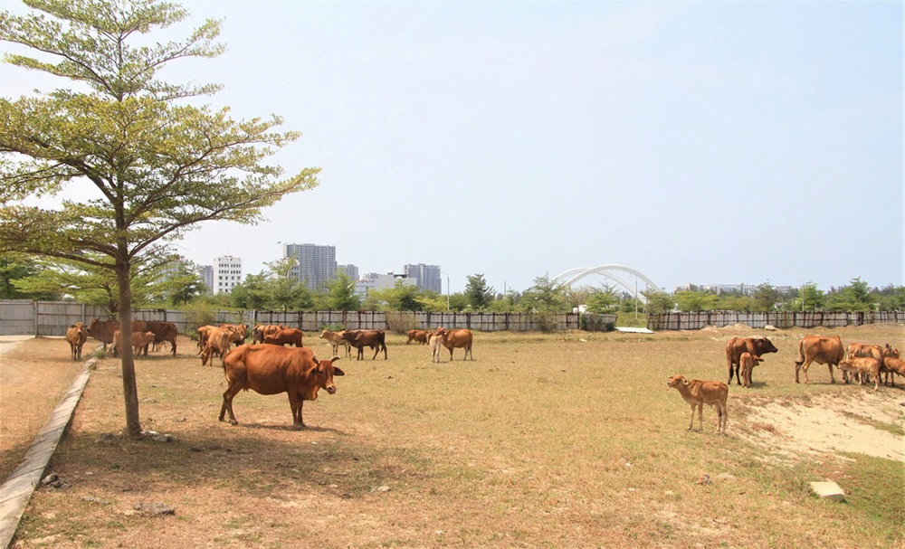 លោក Quang Nam បន្តជំរុញឱ្យមានការវិវឌ្ឍន៍នៃគម្រោងចំនួន ៣ របស់ក្រុមហ៊ុន Bach Dat An