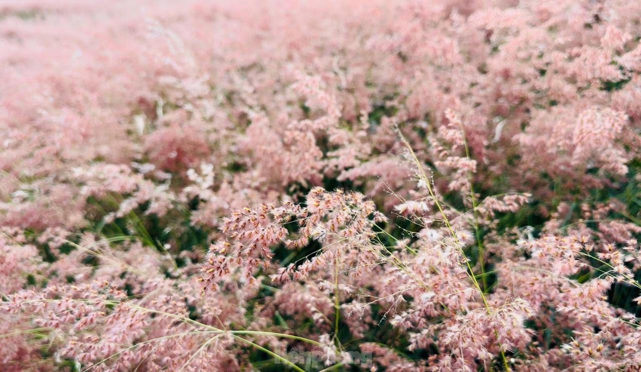 Régalez vos yeux des magnifiques collines d'herbe rose de Da Lat, photo 5