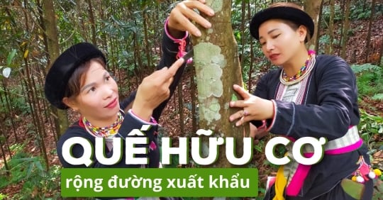 Hợp tác xã có 1.000ha quế hữu cơ