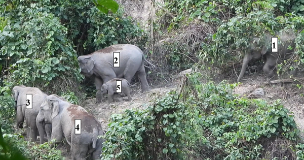 Las cámaras trampa registran inesperadamente muchos animales raros en un área de conservación en Quang Nam