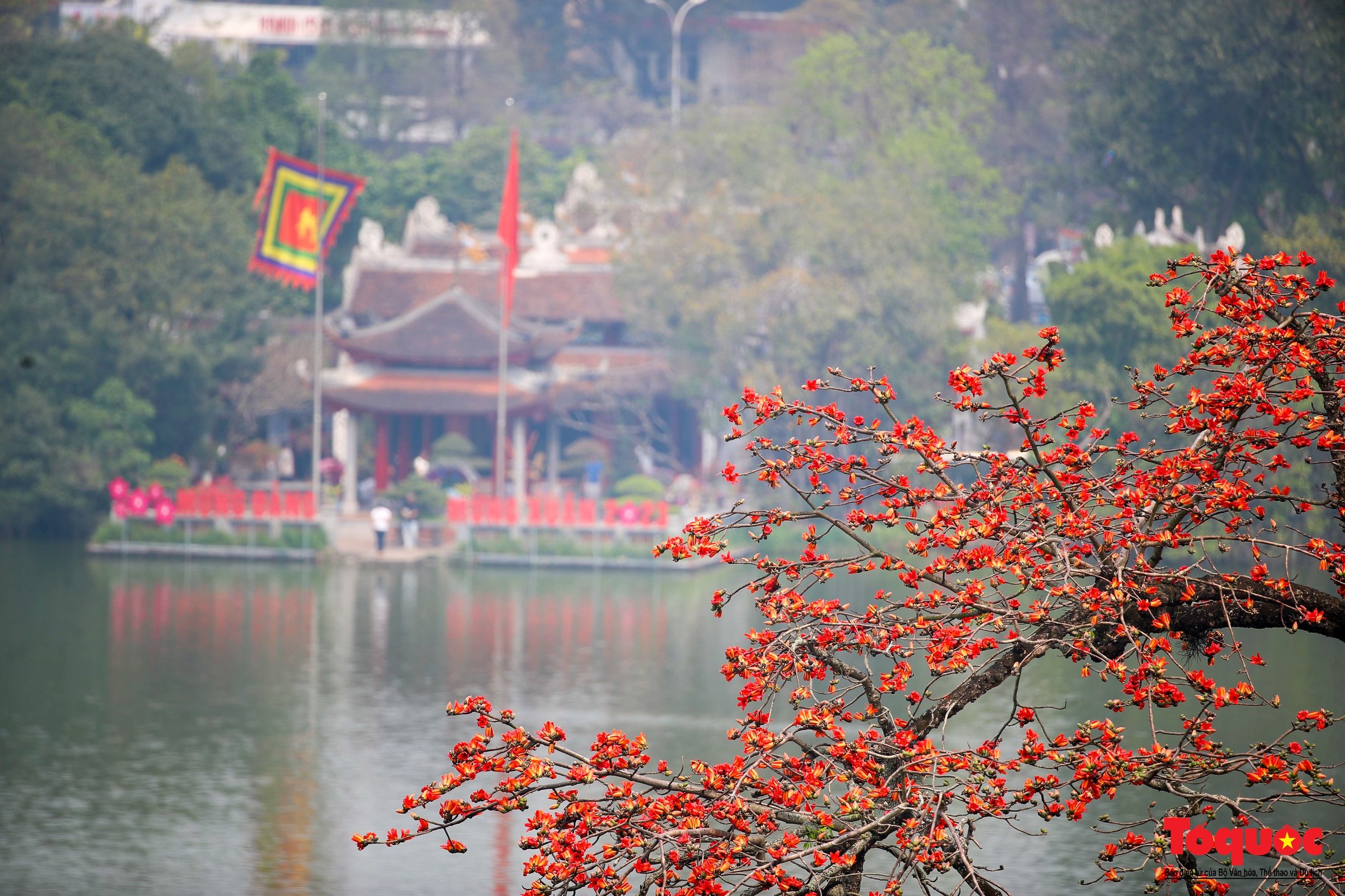 Mùa hoa gạo trong phố - Ảnh 8.