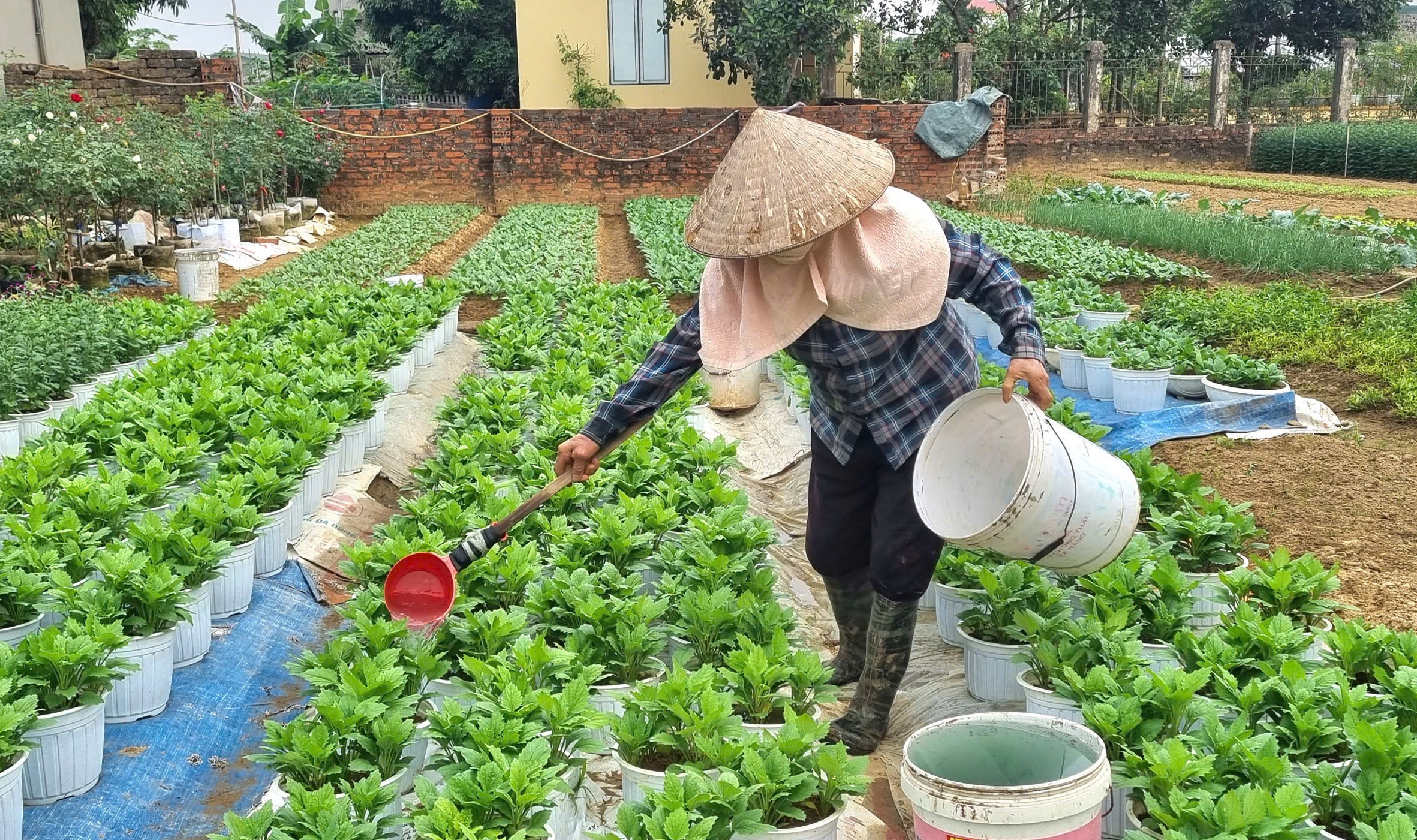 Làng hoa nổi tiếng Thanh Hóa, Ninh Bình tất bật vụ Tết- Ảnh 12.