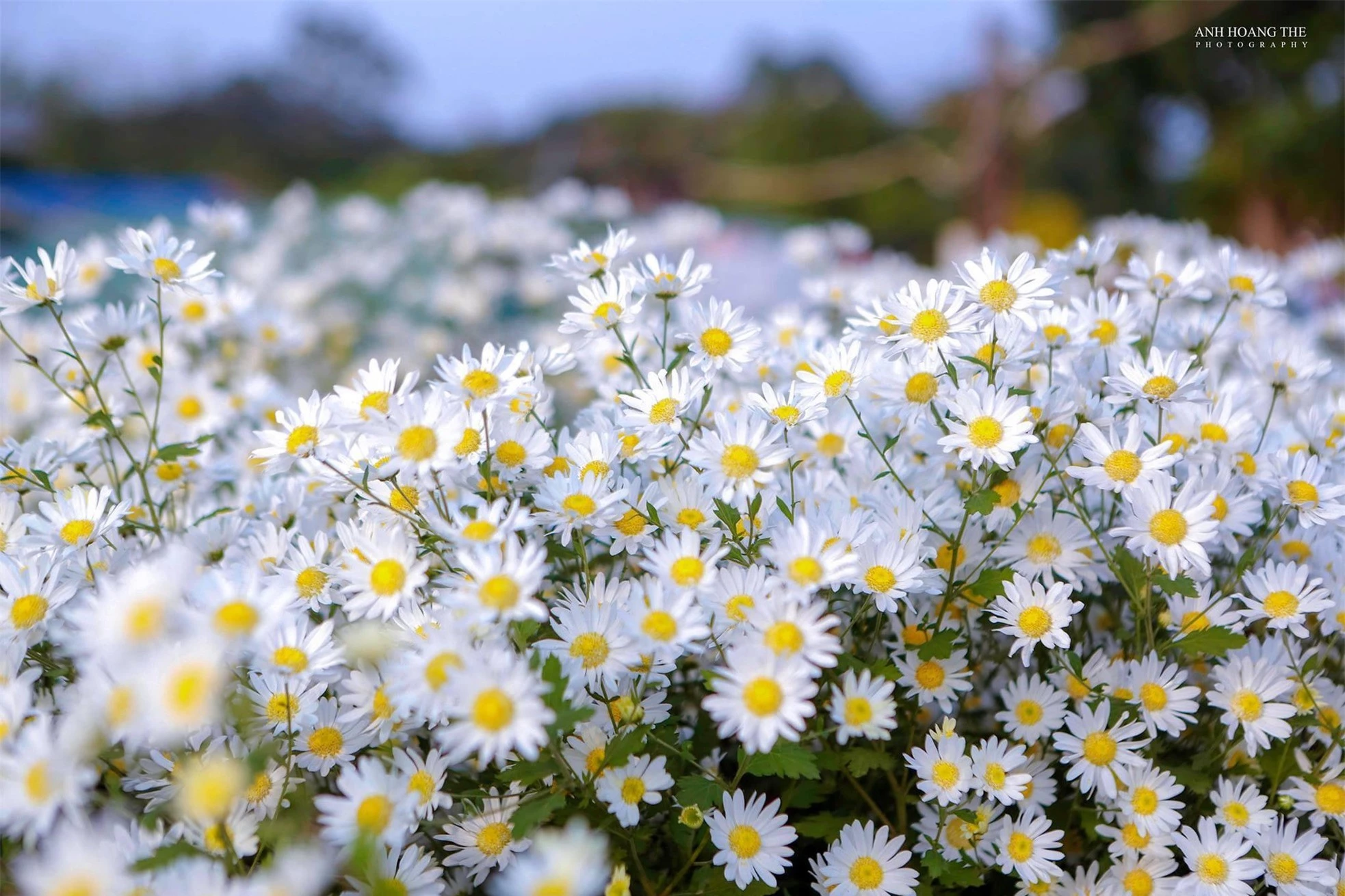 Early season daisies on the streets, "expensive" prices still attract buyers