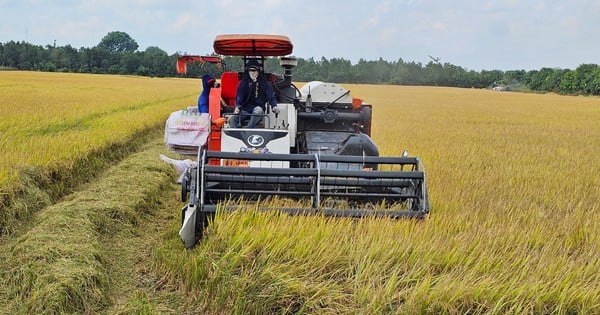 Giá lúa Đông Xuân giảm, nông dân Cần Thơ vừa kém vui, vừa hồi hộp chờ giá