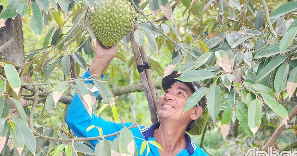 Giá sầu riêng tại một tỉnh ở miền Tây bất ngờ giảm mạnh, nhà vườn lo ngay ngáy